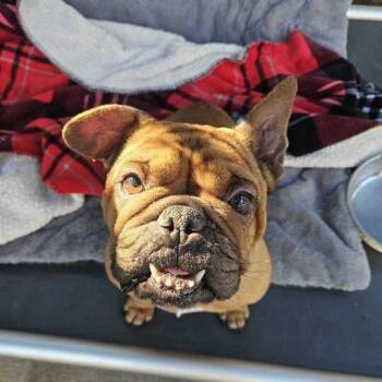 English Bulldog and French Bulldog Dogs Available for Adoption - Megan | PetCurious
