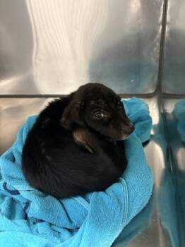 Edna -  Mixed Breed Dog for Adoption in Mobile, Alabama - Edna | PetCurious