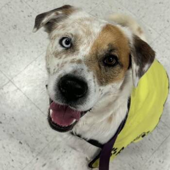 Fluffy -  Australian Shepherd and Australian Cattle Dog Blue Heeler Dog for Adoption in Pelham, New Hampshire - Fluffy | PetCurious