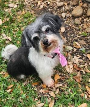 Shih Tzu Dogs Available for Adoption - Blake | PetCurious