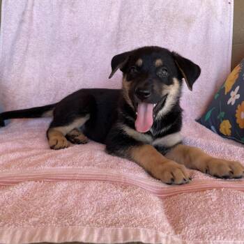 Stormy -  German Shepherd Dog Dog for Adoption in Tucson, Arizona - Stormy | PetCurious