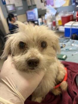 SIMON -  Maltese and Mixed Breed Dog for Adoption in Riverside, California - SIMON | PetCurious