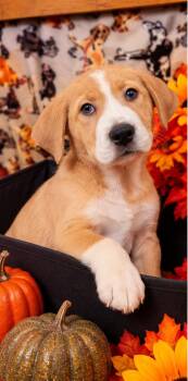 Taffy -  Pit Bull Terrier and Labrador Retriever Dog for Adoption in Sumter, South Carolina - Taffy | PetCurious