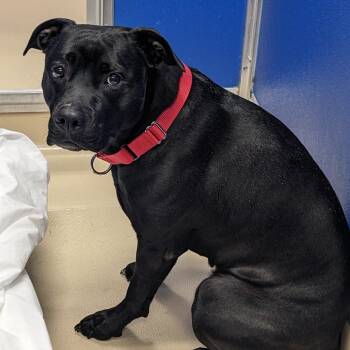 Pit Bull Terrier Dogs Available for Adoption - Runi | PetCurious