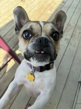 Boston Terrier and French Bulldog Dogs Available for Adoption in Jackson, Tennessee - Josie | PetCurious