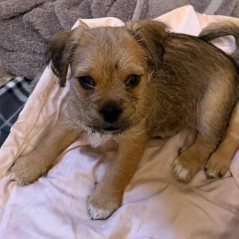 Patience -  Pug and Yorkshire Terrier Dog for Adoption in Las Vegas, Nevada - Patience | PetCurious