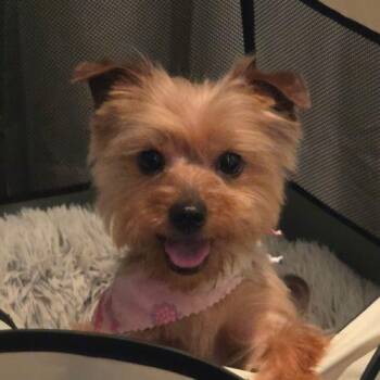 Lucy -  Yorkshire Terrier Dog for Adoption in Sunrise, Florida - Lucy | PetCurious