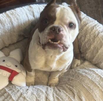 Gary -  English Bulldog and French Bulldog Dog for Adoption in Crosby, Texas - Gary | PetCurious