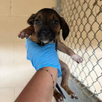 Yum Yum -  Shepherd and Mixed Breed Dog for Adoption in Edinburg, Texas - Yum Yum | PetCurious