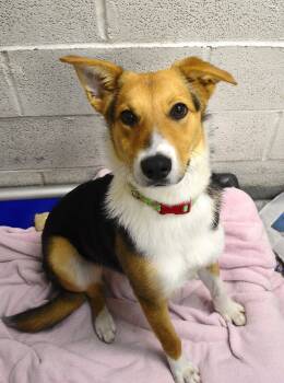 Rescue Mixed Breed Dogs for Adoption in Beacon, New York - Beauty | PetCurious