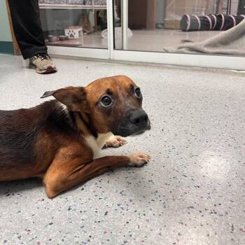 Sterling -  Beagle and Mixed Breed Dog for Adoption in Lenexa, Kansas - Sterling | PetCurious