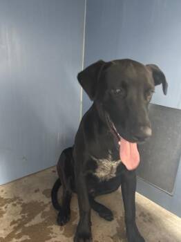GARTH -  Labrador Retriever and Mixed Breed Dog for Adoption in San Bernardino, California - GARTH | PetCurious