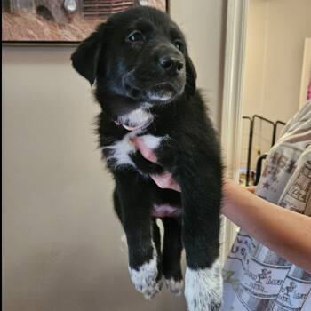 Rescue German Shepherd Dog Dogs for Adoption in Tulsa, Oklahoma - Rose | PetCurious