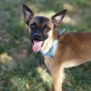 LIL P -  Chihuahua Dog for Adoption in San Antonio, Texas - LIL P | PetCurious