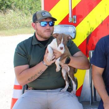 Rescue Labrador Retriever and Mountain Cur Dogs for Adoption in Durant, Oklahoma - July | PetCurious