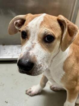 Silly -  Mixed Breed Dog for Adoption in Wichita, Kansas - Silly | PetCurious