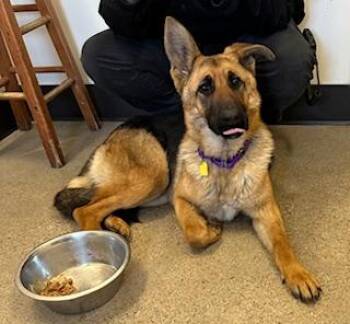 German Shepherd Dog Dogs Available for Adoption - Fay | PetCurious