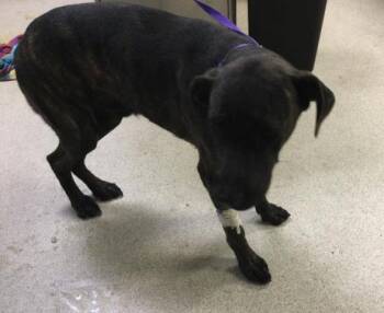 SUNNIE D -  Cane Corso and Mixed Breed Dog for Adoption in Riverside, California - SUNNIE D | PetCurious