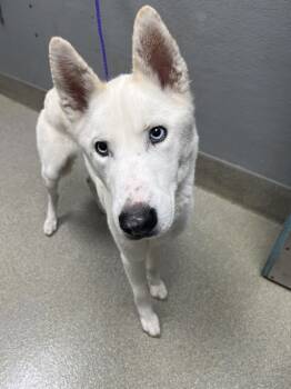Rescue Siberian Husky Dogs for Adoption in Las Vegas, Nevada - LOVELY BETTY | PetCurious