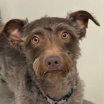 Pedro -  Mixed Breed Dog Available for Adoption in Murray, Utah - Pedro | PetCurious