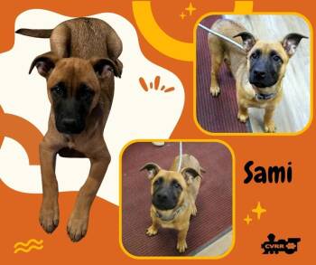 Rescue Boxer and Shepherd Dogs for Adoption in Lindsay, California - Sami (Puppy) | PetCurious