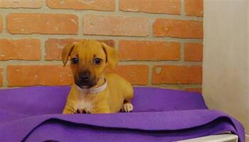 A2091666 -  Chihuahua and Mixed Breed Dog for Adoption in Houston, Texas - A2091666 | PetCurious