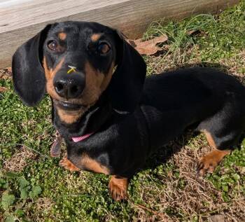 Dachshund Dogs Available for Adoption - Boop Aka Betty Boop In LA | PetCurious