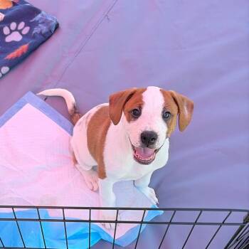 Booster -  Mixed Breed Dog for Adoption in Fredericksburg, Virginia - Booster | PetCurious
