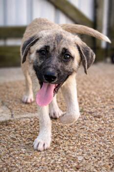 Great Pyrenees and Anatolian Shepherd Dogs Available for Adoption in Princeton, Massachusetts - Tumbles | PetCurious