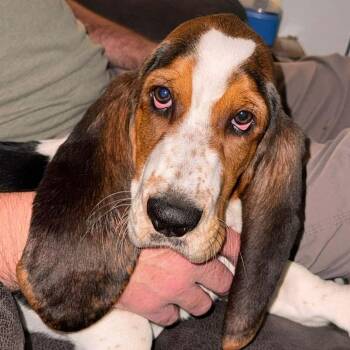 Benny -  Basset Hound Dog for Adoption in Hopkinton, Massachusetts - Benny | PetCurious