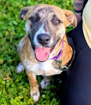American Staffordshire Terrier and Mixed Breed Dogs Available for Adoption in Fort Lauderdale, Florida - GINNY | PetCurious