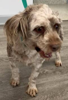 Rescue Cockapoo Dogs for Adoption in Westminster, Maryland - Brownie | PetCurious