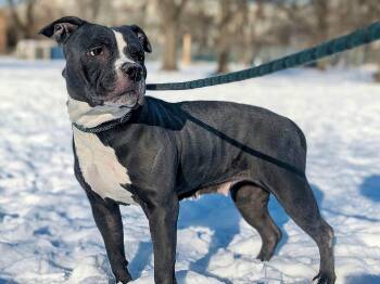 Pit Bull Terrier Dogs Available for Adoption - Khloe | PetCurious