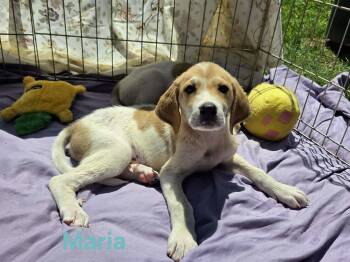 Maria: Pending -  Great Pyrenees and Hound Dog for Adoption in Rustburg, Virginia - Maria: Pending | PetCurious