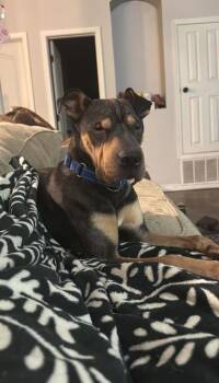 Jax -  Shar Pei and Mixed Breed Dog for Adoption in El Paso, Texas - Jax | PetCurious