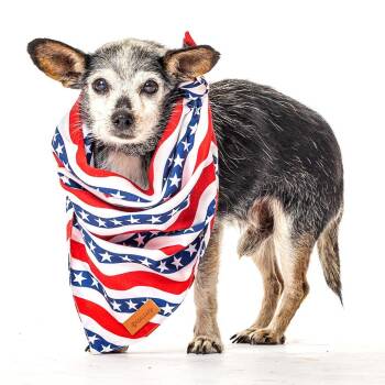 Looney -  Chihuahua Dog for Adoption in Reno, Nevada - Looney | PetCurious