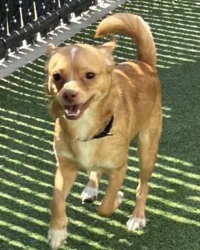 Argus -  Mixed Breed Dog for Adoption in Pleasanton, California - Argus | PetCurious