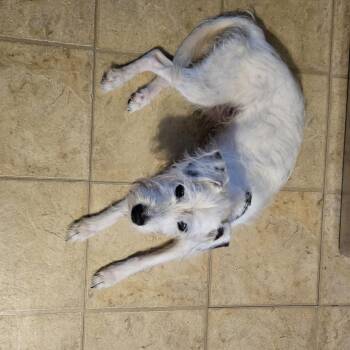 Casper -  Jack Russell Terrier Dog for Adoption in Tunkhannock, Pennsylvania - Casper | PetCurious