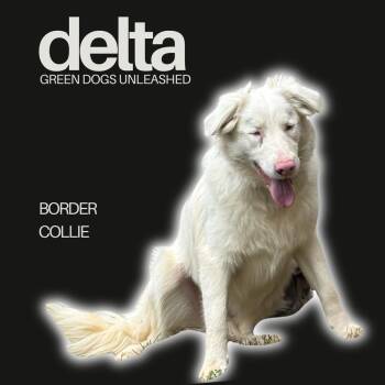 Border Collie Dogs Available for Adoption - Delta | PetCurious