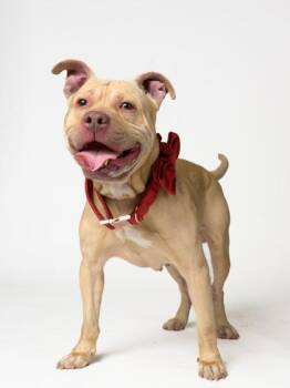 Pit Bull Terrier and Mixed Breed Dogs Available for Adoption in Atlanta, Georgia - Minnoe | PetCurious