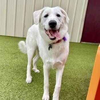 Labrador Retriever and Great Pyrenees Dogs Available for Adoption in Austin, Texas - Pookie | PetCurious