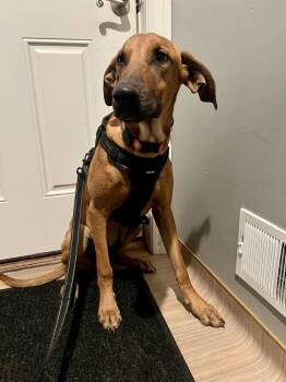 Rescue Labrador Retriever and Great Dane Dogs for Adoption in Plymouth, Michigan - Ace | PetCurious