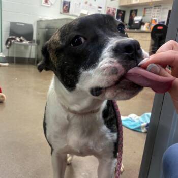 Ivy -  Pit Bull Terrier Dog for Adoption in Chattanooga, Tennessee - Ivy | PetCurious