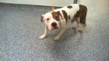 A1267798 -  Pit Bull Terrier and Mixed Breed Dog for Adoption in Charlotte, North Carolina - A1267798 | PetCurious