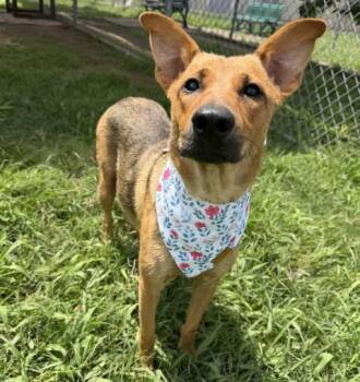 German Shepherd Dog and Mixed Breed Dogs Available for Adoption in Houston, Texas - TESSA | PetCurious