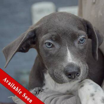 Monkey -  Poodle and Wirehaired Terrier Dog for Adoption in Huntley, Illinois - Monkey | PetCurious