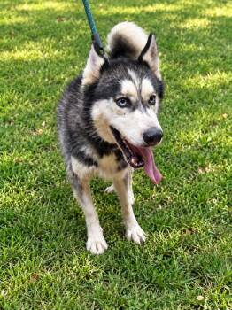 Orion -  Siberian Husky Dog for Adoption in Salisbury, Maryland - Orion | PetCurious