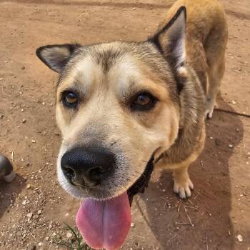 Truck Stop -  Akita and Husky Dog for Adoption in Austin, Texas - Truck Stop | PetCurious