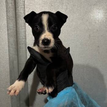 Rescue Border Collie and Mixed Breed Dogs for Adoption in Richmond, California - GINKO | PetCurious