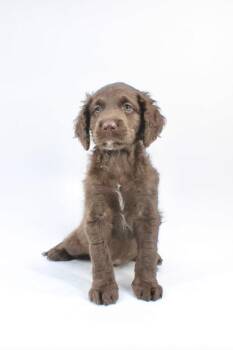 Poodle and Golden Retriever Dogs Available for Adoption in Morton Grove, Illinois - Fried Pickle | PetCurious